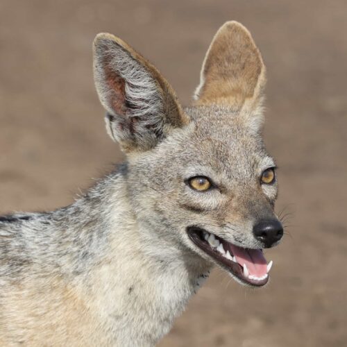 black-backed-jackal-profile-open-mouth-savanna