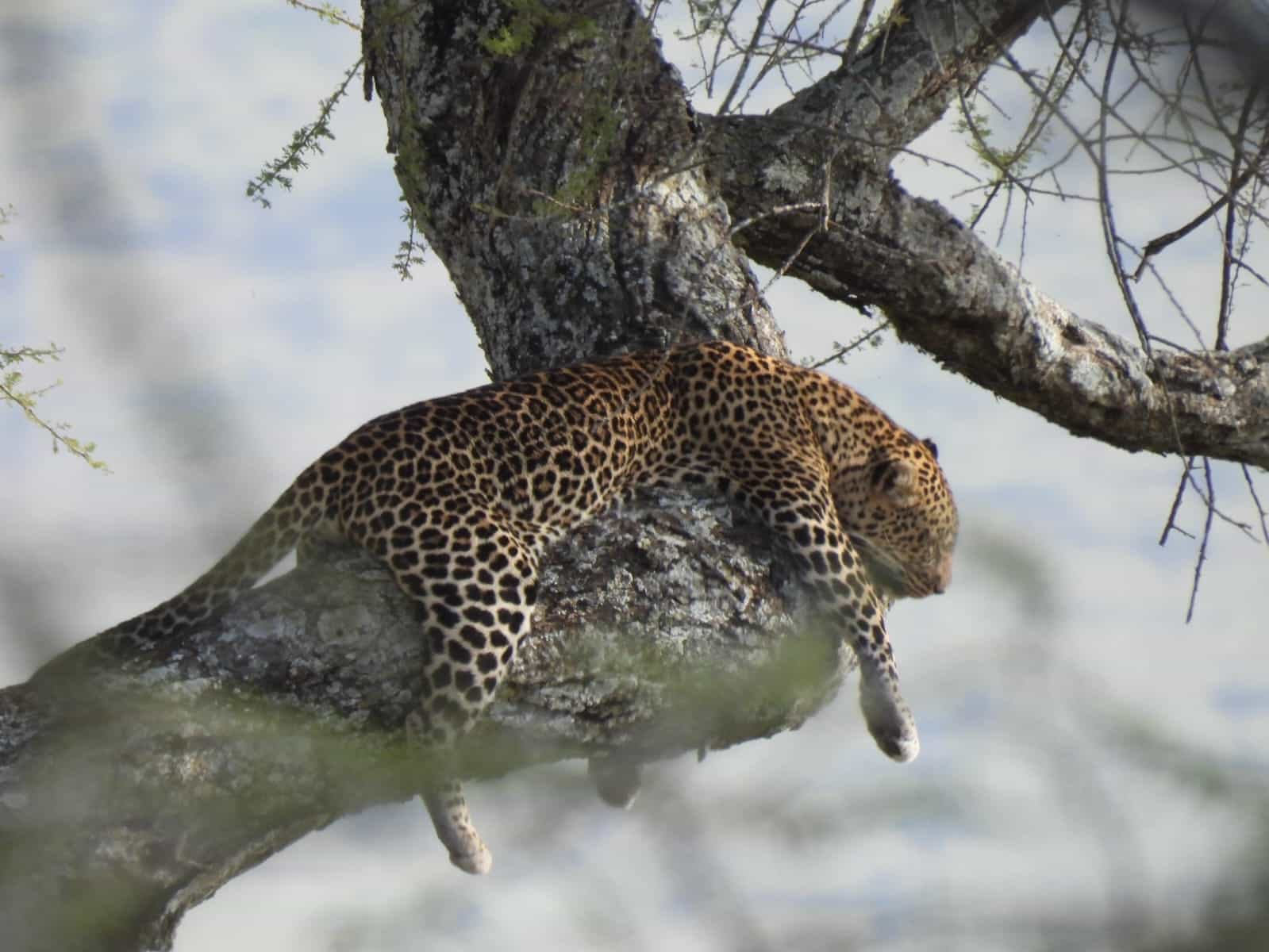 7 Day Tanzania Safari — Serengeti, Ngorongoro & Manyara