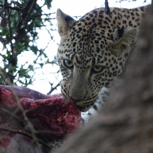 leopard-feeding-kill-looking-camera-tree
