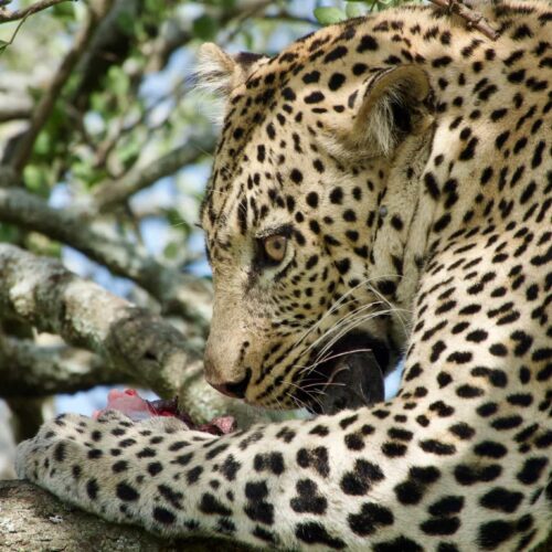 leopard-feeding-kill-tree-branch-profile