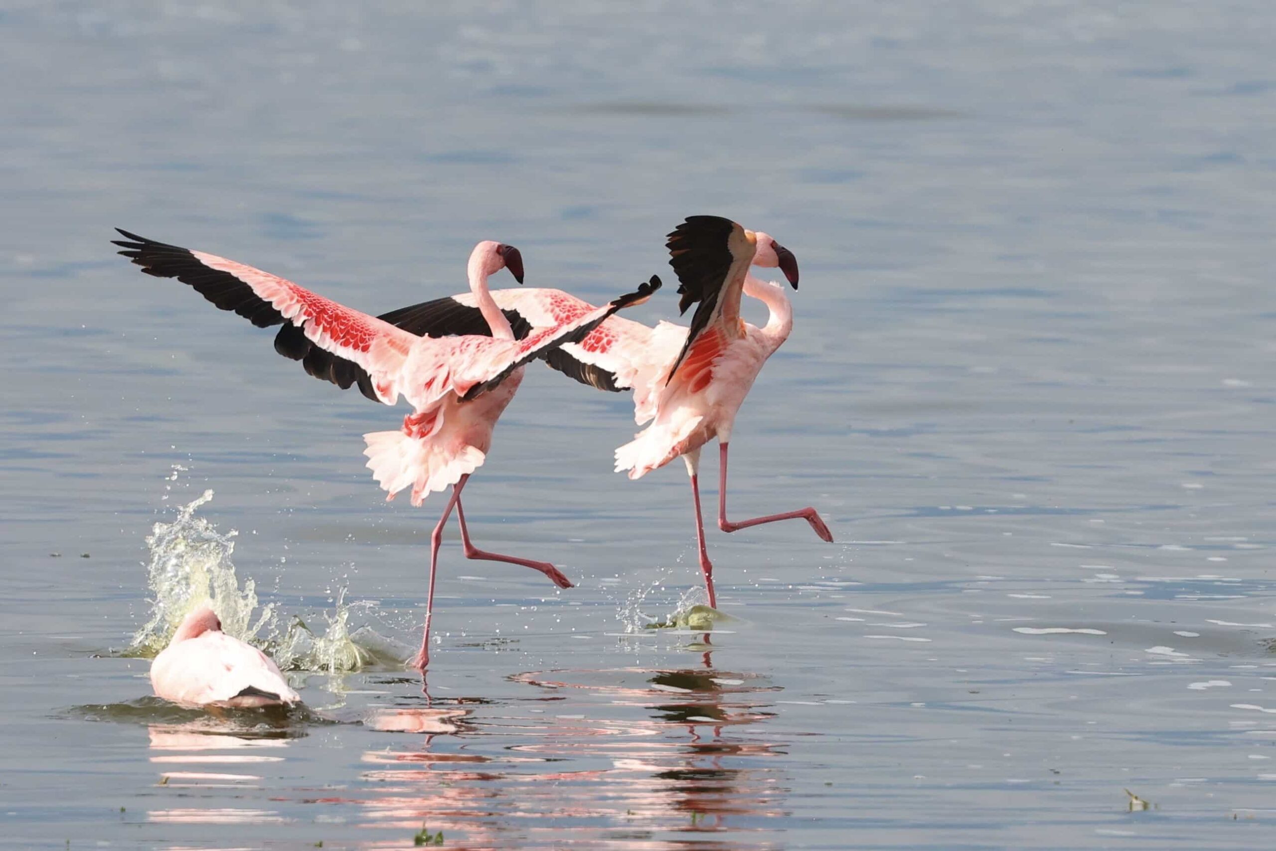 Lake Natron