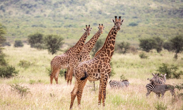 Ibanda-Kyerwa National Park