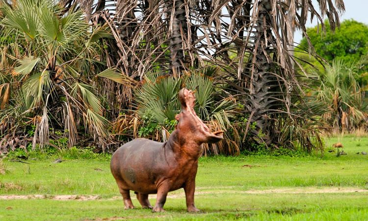 Katavi National Park