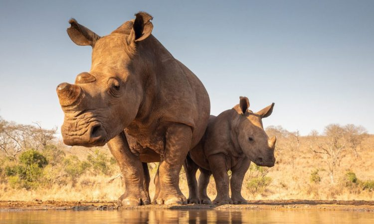 Mkomazi National Park