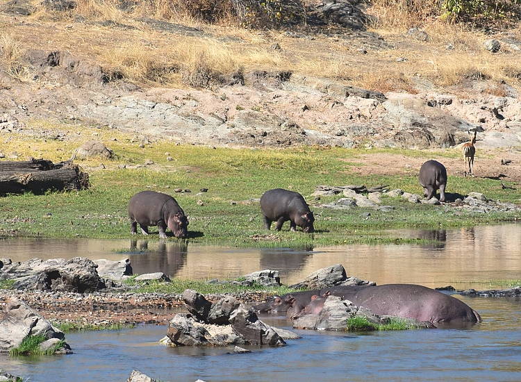 Ruaha National Park