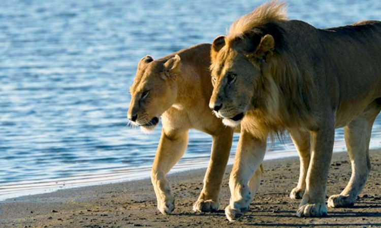 Saadani National Park